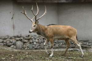 Jeleni david - mrtvi, ali obnovljeni Jeleni david - mrtvi, ali obnovljeni